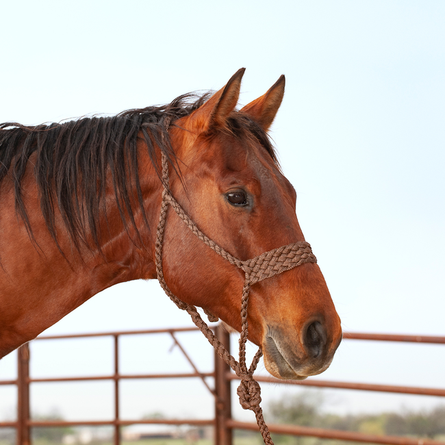 Classic Equine Wide nose braided rope halter with leadrope