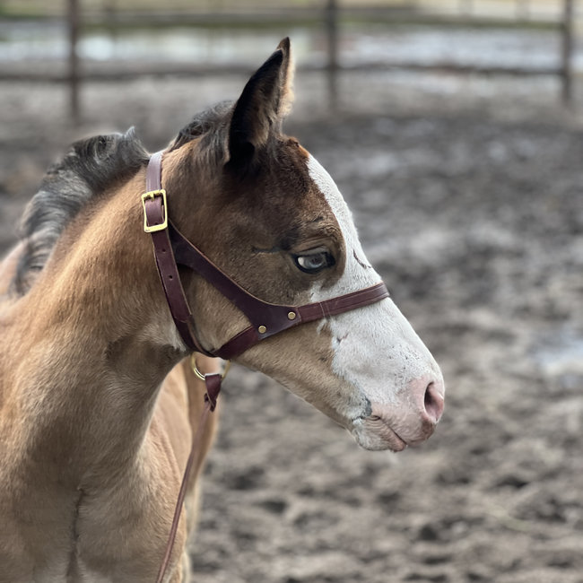 Weaver Leather Figure 8 Foal Halter