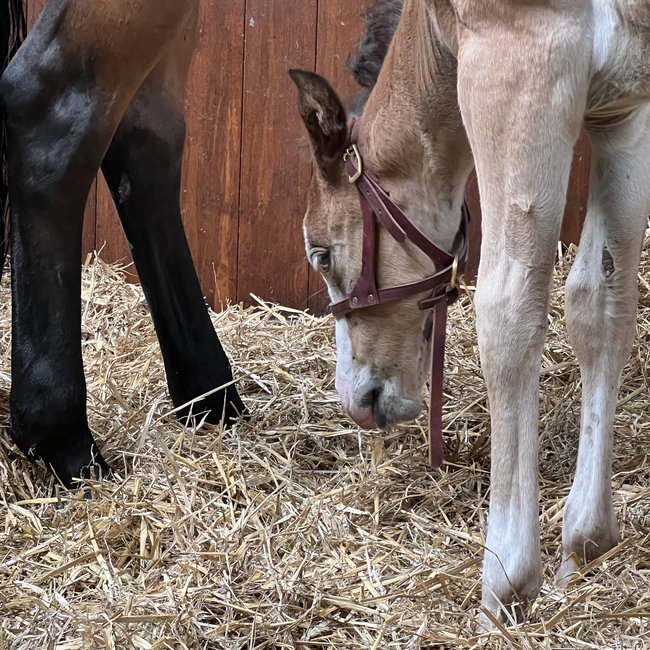 Weaver Leather Figure 8 Foal Halter