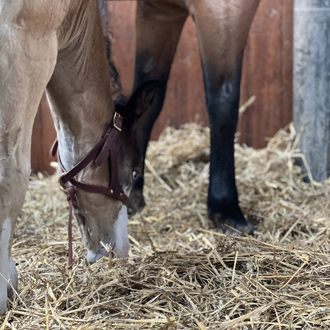 Weaver Leather Figure 8 Foal Halter