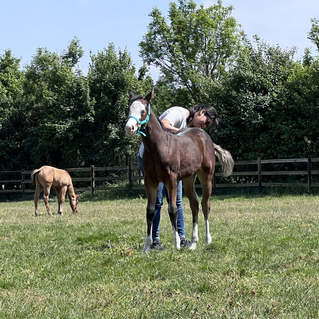 Weaver Leather Halter Weaver Suckling