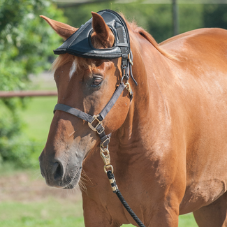 Cashel Horse helmet