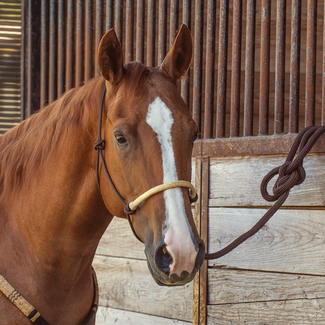 Classic Equine Touwhalster met rawhide neusstuk