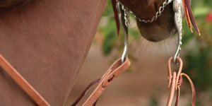 What do I need to know about WESTERNREINS