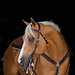 Weaver Leather Austin Browband