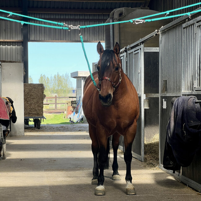 Brute Ropes Complete Set of Overhead Cross Ties