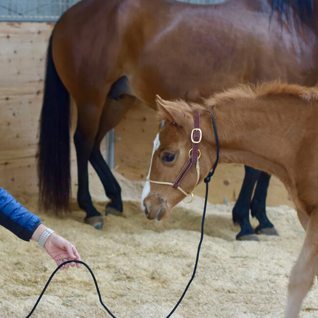 Weaver Leather Horseman's veulenhalster