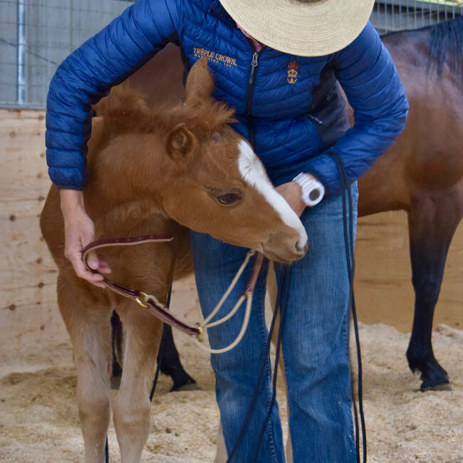 Weaver Leather Horseman's Foal Halter