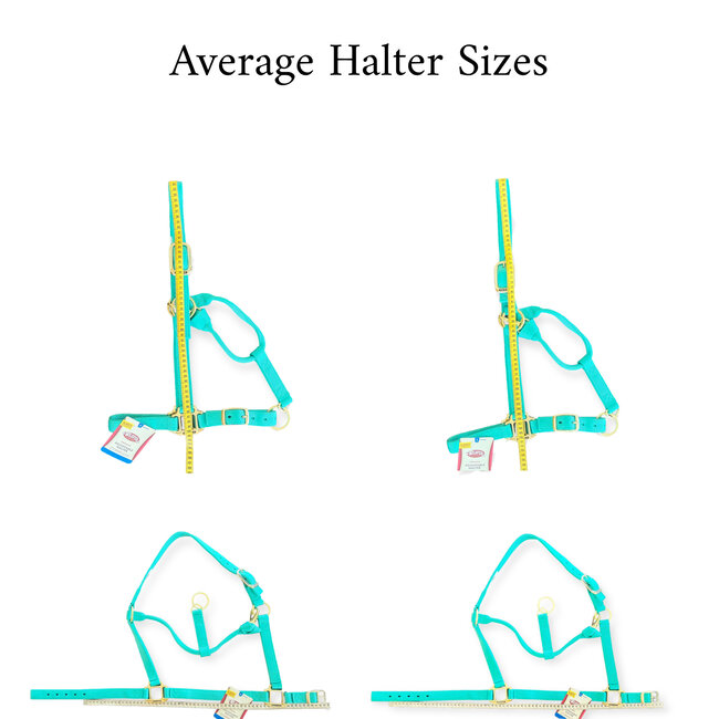 Weaver Leather Halter, Embroidery and Overlay