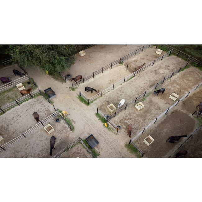 MD Performance Horses