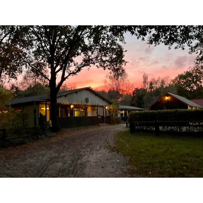 MD Performance Horses