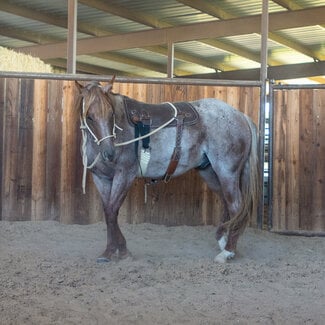 Martin Saddlery Training Pad/Saddle