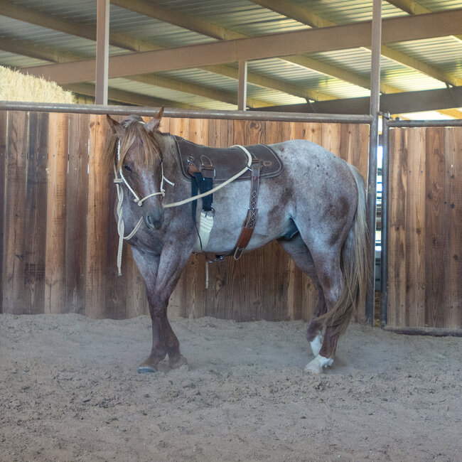 Martin Saddlery Training Pad