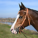 Martin Saddlery Futurity Browband Blood Knot Latigo
