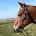 Cashel Two-Tone Browband Headstall