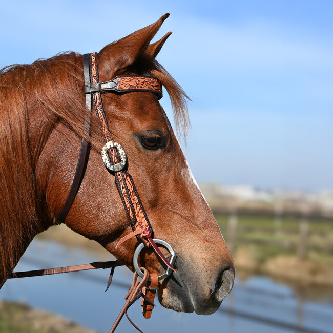 Cashel Two-Tone Browband Hoofdstel