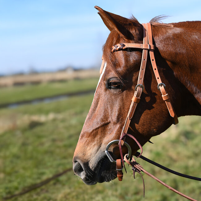 Martin Saddlery Futurity Browband Blood Knot Latigo