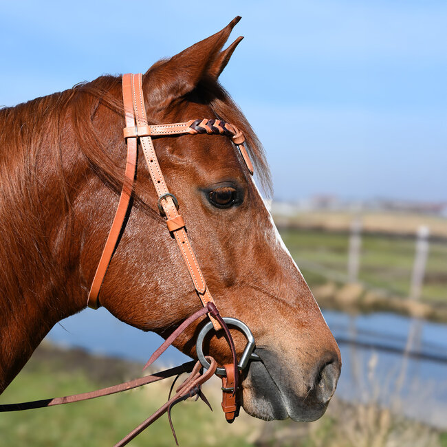 Martin Saddlery Futurity Browband Blood Knot Latigo