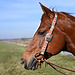 Weaver Leather Poly Patterned Headstall