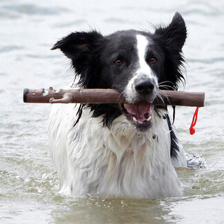 DOOG Doog stick toy