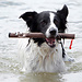 DOOG Doog stick toy