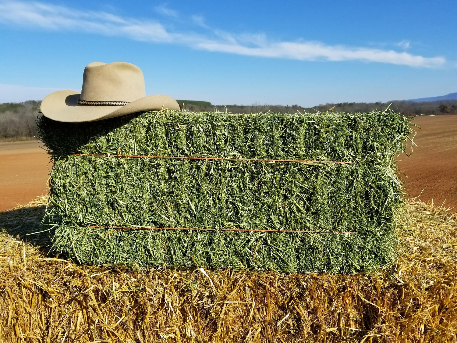 Alfalfa and a Healthy Gastric Environment in Horses
