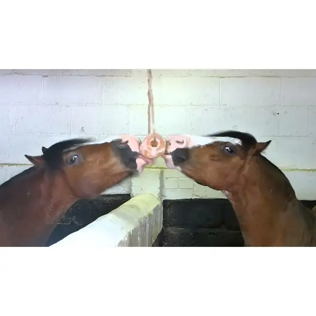 Excellent Horse Himalayan salt lick (GMP+)