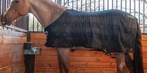 Magneetveldtherapie bij paarden: wat is het en wanneer gebruik je het?