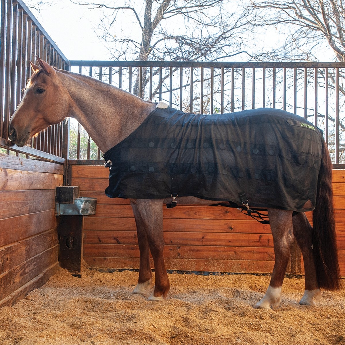 Magneetveldtherapie bij paarden: wat is het en wanneer gebruik je het?