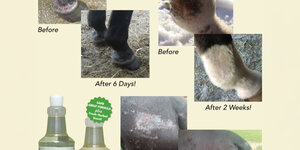 Mud fever in horses: what it is and how to manage it