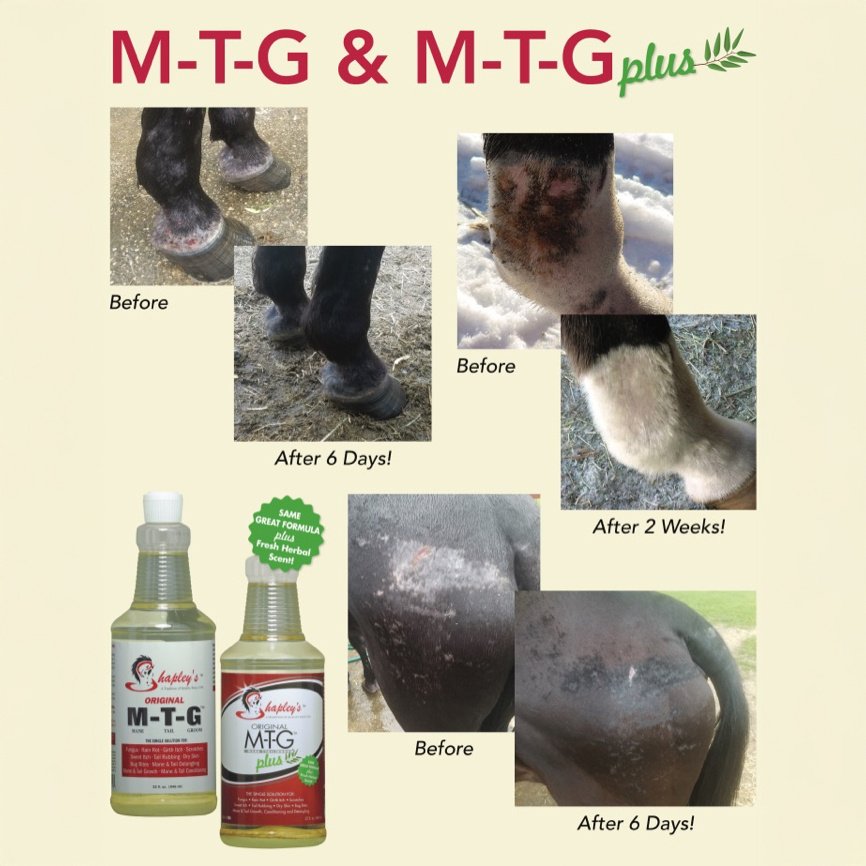 Mud fever in horses: what it is and how to manage it