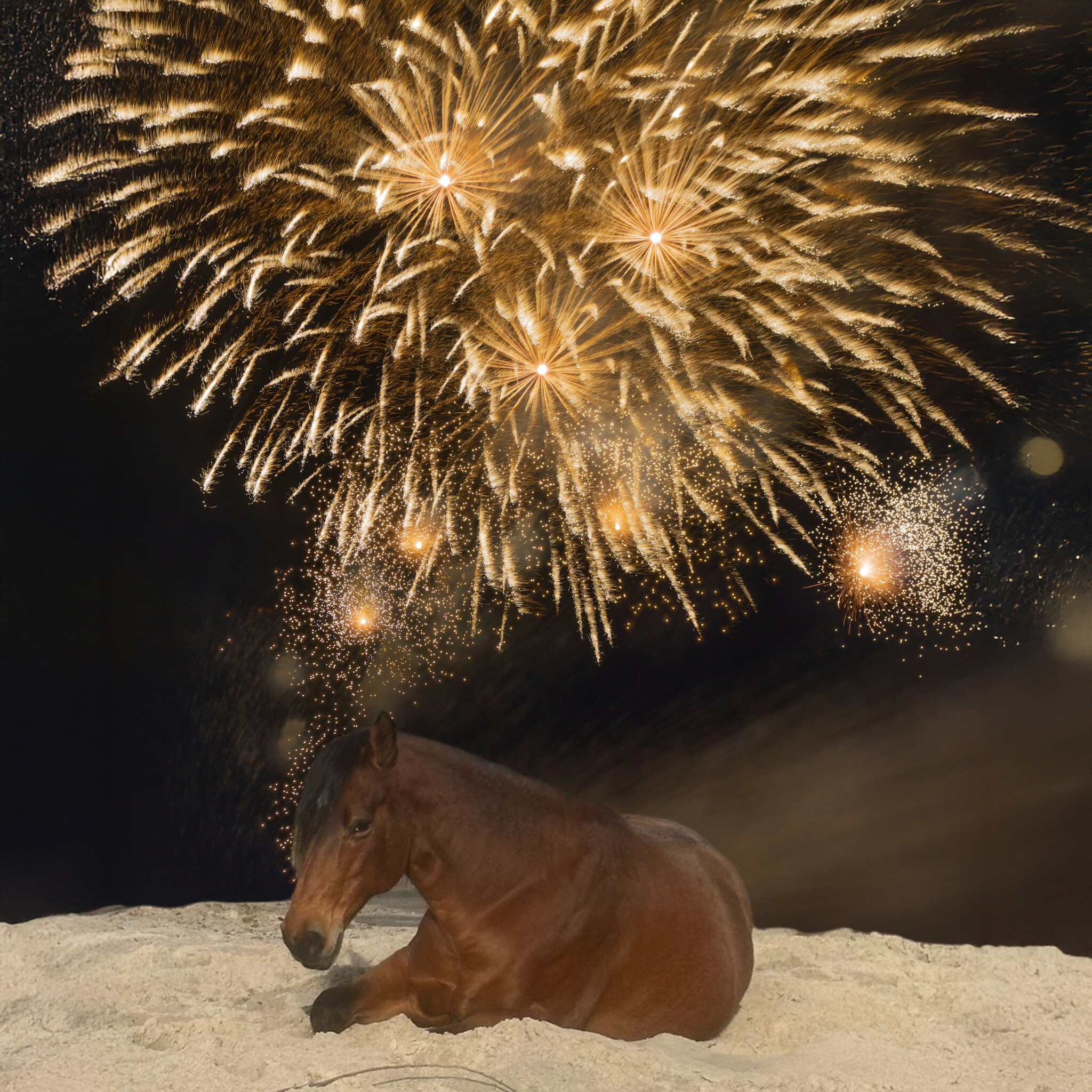Firework Anxiety in Horses: What You Need to Know and What You Can Do