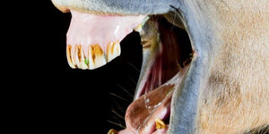 What to Look for When Selecting a Western Bit