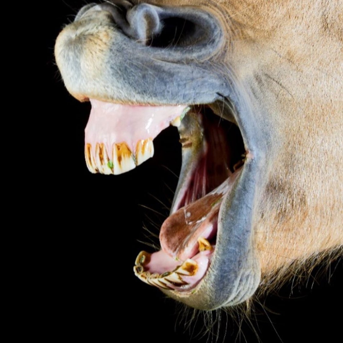 What to Look for When Selecting a Western Bit