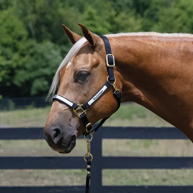 Weaver Leather Halter, Embroidery and Overlay