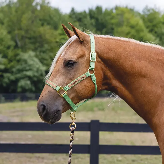 Weaver Leather Halter, Embroidery and Overlay