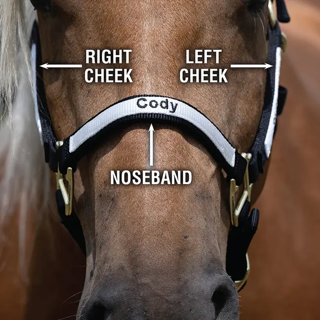 Weaver Leather Halter, Embroidery and Overlay