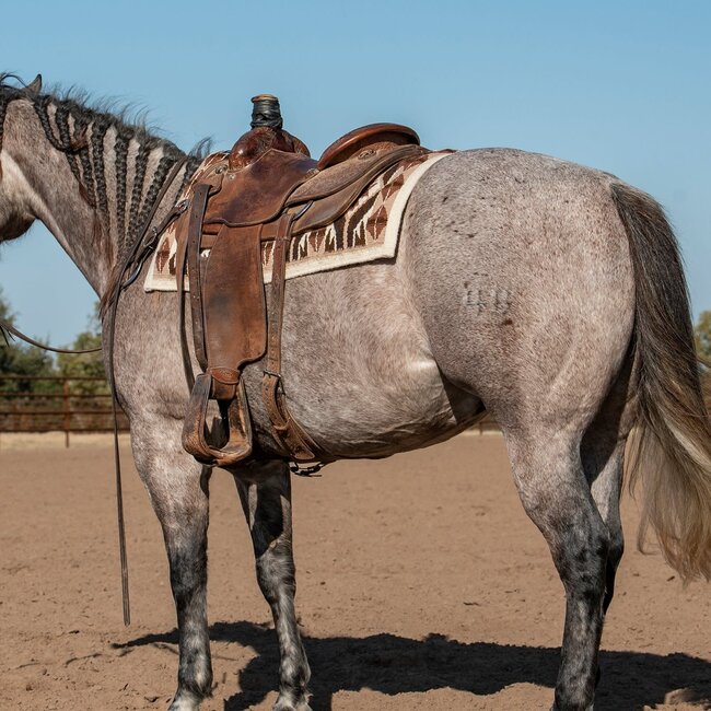Classic Equine Show Blanket Cream/Latte