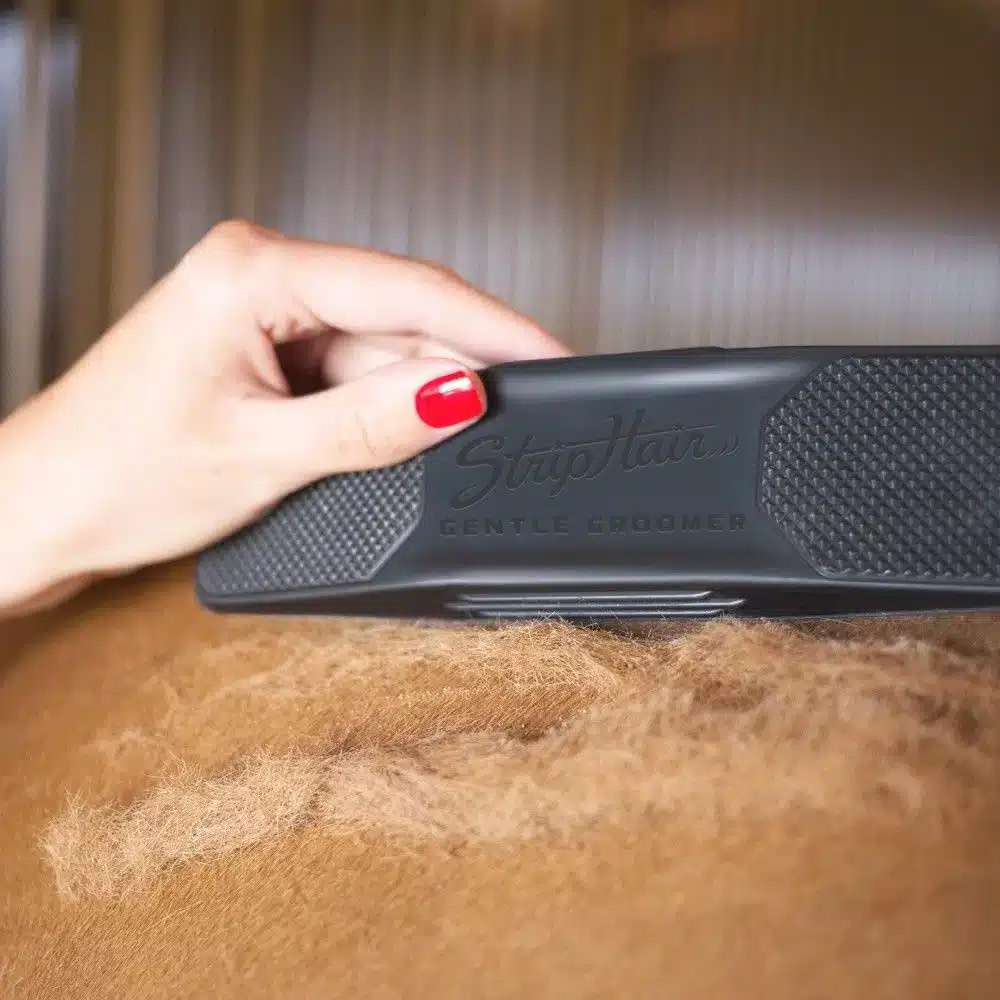 What should you pay attention to while your horse is shedding?