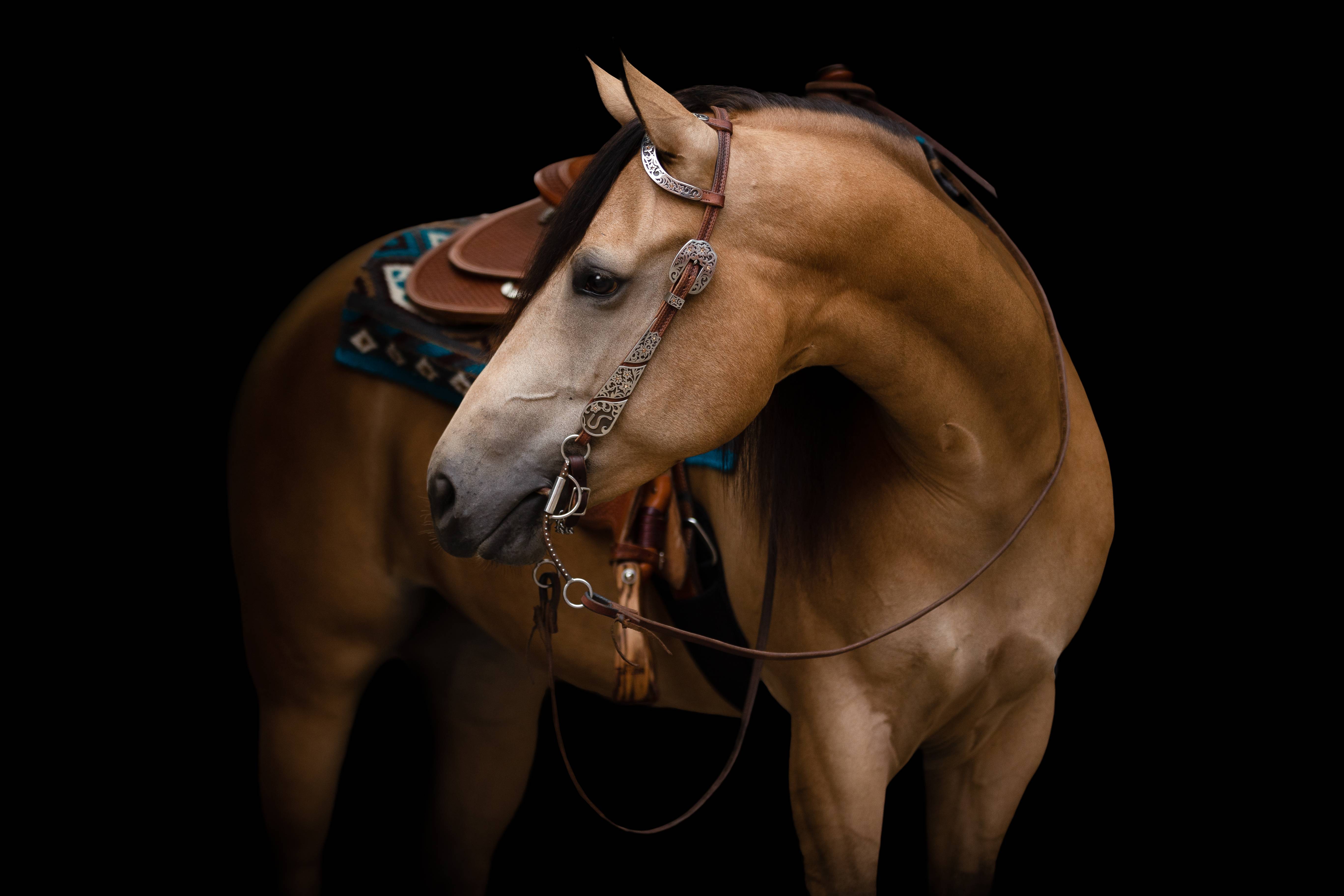 groei Het formulier Besmettelijk EURO HORSE Western Riding Supplies | Western Store - EURO-HORSE western  riding supplies