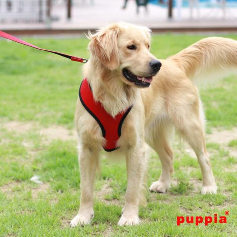 Puppia Harnais Puppia Soft Harness A Rouge