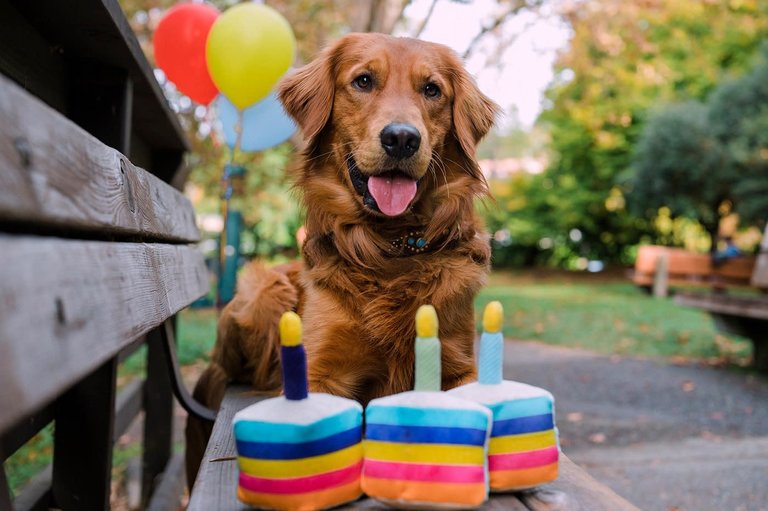 Play Jouet Play Party Time Bone-appetite Cake