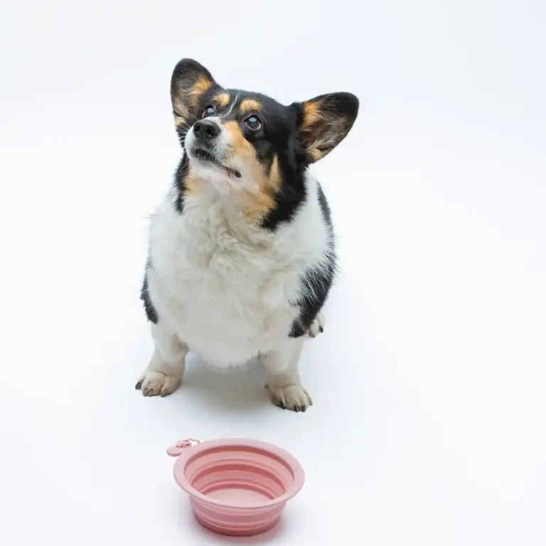 United Pets Gamelle Pliable United Pets Rose 750 ml