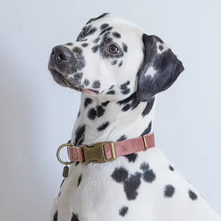 Velura Collier Velours Velura Designed By Lotte