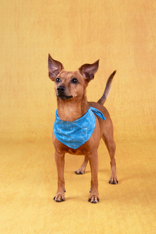 Flamingo Bandana Rafraîchissant Fresk Bleu