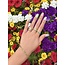Gold ring bicolour 14 carat