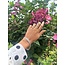 Gold row ring with diamond 18 karat