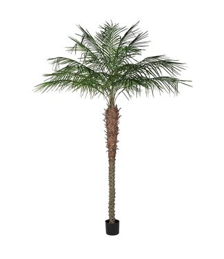 Green Coconut Palm Tree in Black Plastic Pot - 262 cm