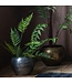 Potted Medium Fern Bracken