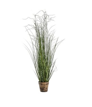 Potted Onion Grass Green Small